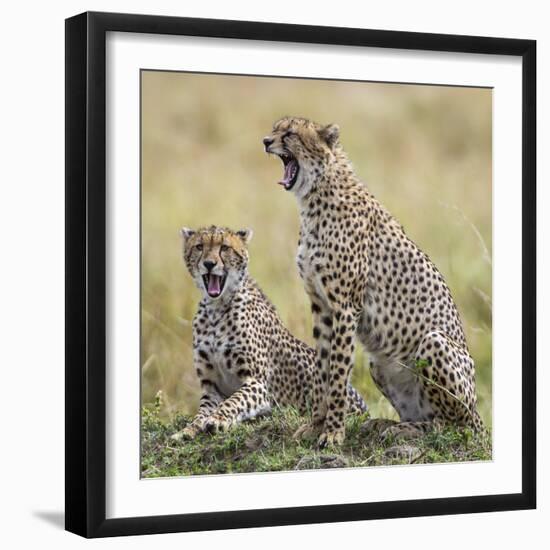 Kenya, Masai Mara, Narok County. Cheetahs Yawn in Unison.-Nigel Pavitt-Framed Photographic Print