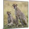 Kenya, Masai Mara, Narok County. Cheetahs Yawn in Unison.-Nigel Pavitt-Mounted Photographic Print