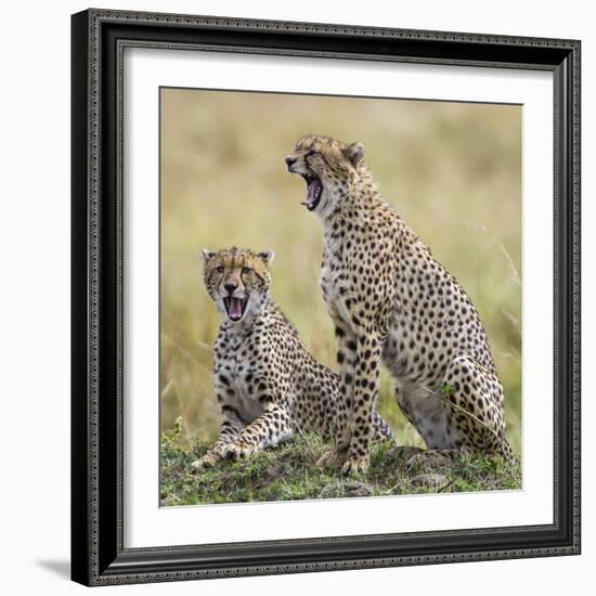 Kenya, Masai Mara, Narok County. Cheetahs Yawn in Unison.-Nigel Pavitt-Framed Photographic Print