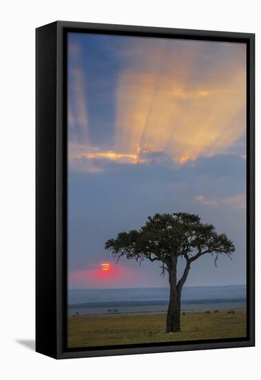 Kenya, Masai Mara, Narok County. Sunrise in Masai Mara National Reserve.-Nigel Pavitt-Framed Premier Image Canvas