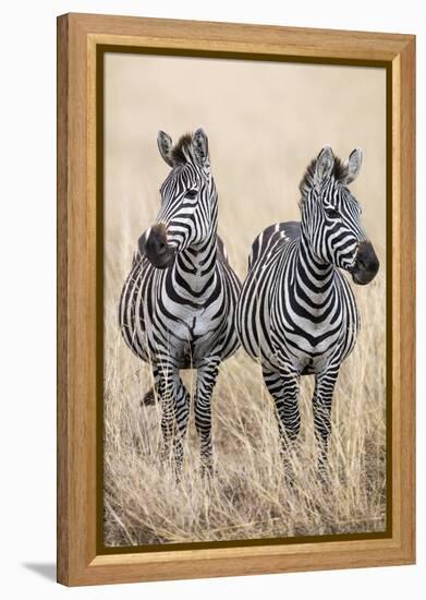 Kenya, Masai Mara, Narok County. Two Common Zebras on the Dry Grasslands of Masai Mara.-Nigel Pavitt-Framed Premier Image Canvas