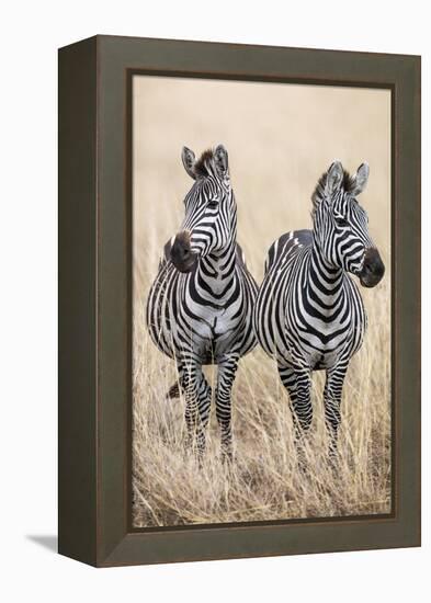 Kenya, Masai Mara, Narok County. Two Common Zebras on the Dry Grasslands of Masai Mara.-Nigel Pavitt-Framed Premier Image Canvas