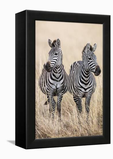 Kenya, Masai Mara, Narok County. Two Common Zebras on the Dry Grasslands of Masai Mara.-Nigel Pavitt-Framed Premier Image Canvas