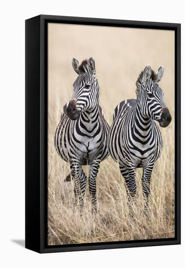 Kenya, Masai Mara, Narok County. Two Common Zebras on the Dry Grasslands of Masai Mara.-Nigel Pavitt-Framed Premier Image Canvas