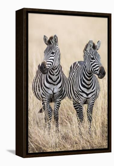 Kenya, Masai Mara, Narok County. Two Common Zebras on the Dry Grasslands of Masai Mara.-Nigel Pavitt-Framed Premier Image Canvas