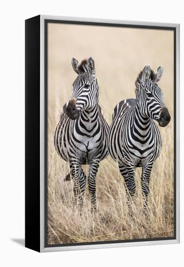 Kenya, Masai Mara, Narok County. Two Common Zebras on the Dry Grasslands of Masai Mara.-Nigel Pavitt-Framed Premier Image Canvas