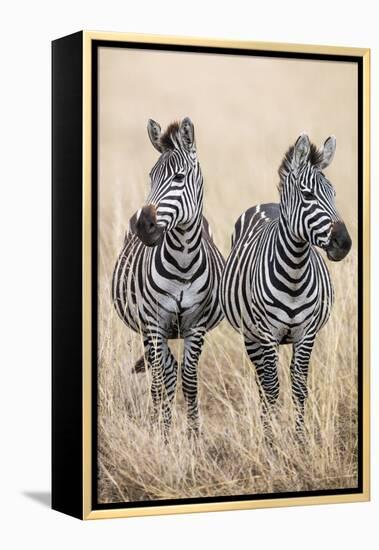 Kenya, Masai Mara, Narok County. Two Common Zebras on the Dry Grasslands of Masai Mara.-Nigel Pavitt-Framed Premier Image Canvas