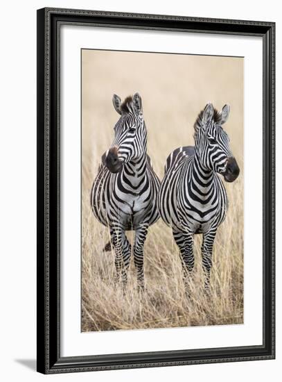 Kenya, Masai Mara, Narok County. Two Common Zebras on the Dry Grasslands of Masai Mara.-Nigel Pavitt-Framed Photographic Print