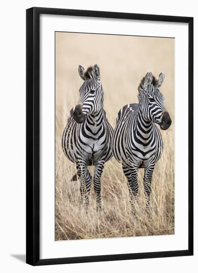 Kenya, Masai Mara, Narok County. Two Common Zebras on the Dry Grasslands of Masai Mara.-Nigel Pavitt-Framed Photographic Print