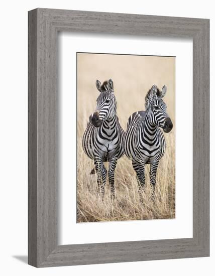 Kenya, Masai Mara, Narok County. Two Common Zebras on the Dry Grasslands of Masai Mara.-Nigel Pavitt-Framed Photographic Print