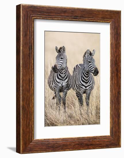 Kenya, Masai Mara, Narok County. Two Common Zebras on the Dry Grasslands of Masai Mara.-Nigel Pavitt-Framed Photographic Print