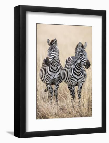 Kenya, Masai Mara, Narok County. Two Common Zebras on the Dry Grasslands of Masai Mara.-Nigel Pavitt-Framed Photographic Print