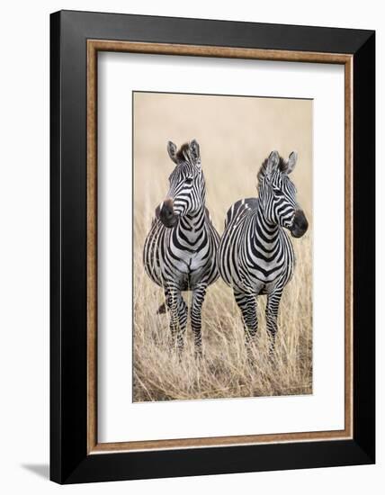 Kenya, Masai Mara, Narok County. Two Common Zebras on the Dry Grasslands of Masai Mara.-Nigel Pavitt-Framed Photographic Print