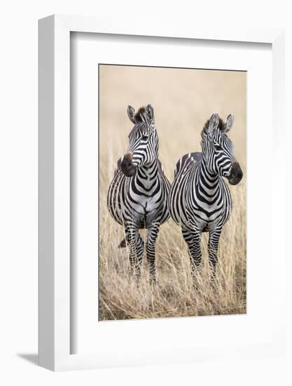 Kenya, Masai Mara, Narok County. Two Common Zebras on the Dry Grasslands of Masai Mara.-Nigel Pavitt-Framed Photographic Print