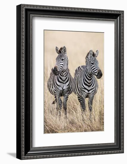 Kenya, Masai Mara, Narok County. Two Common Zebras on the Dry Grasslands of Masai Mara.-Nigel Pavitt-Framed Photographic Print