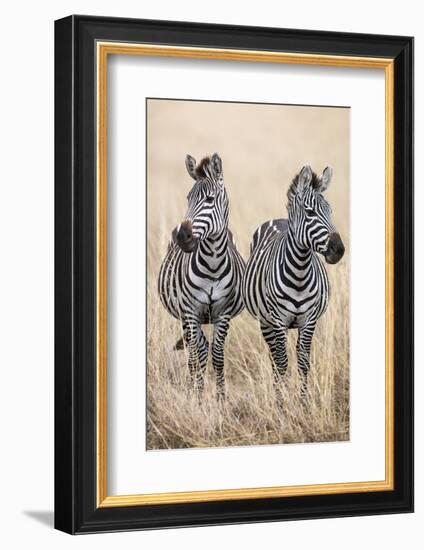 Kenya, Masai Mara, Narok County. Two Common Zebras on the Dry Grasslands of Masai Mara.-Nigel Pavitt-Framed Photographic Print