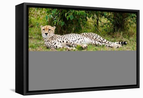 Kenya, Masai Mara National Reserve, Cheetah Lying and Resting-Anthony Asael/Art in All of Us-Framed Premier Image Canvas