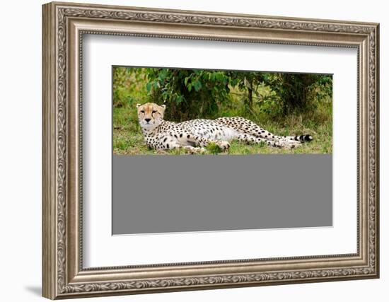 Kenya, Masai Mara National Reserve, Cheetah Lying and Resting-Anthony Asael/Art in All of Us-Framed Photographic Print
