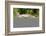 Kenya, Masai Mara National Reserve, Cheetah Lying and Resting-Anthony Asael/Art in All of Us-Framed Photographic Print