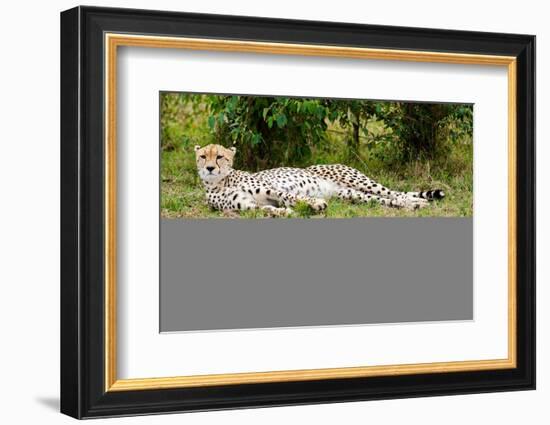 Kenya, Masai Mara National Reserve, Cheetah Lying and Resting-Anthony Asael/Art in All of Us-Framed Photographic Print