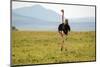 Kenya, Masai Mara National Reserve, Male Ostrich Walking in the Savanna-Anthony Asael/Art in All of Us-Mounted Photographic Print