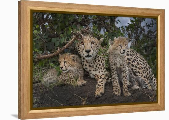Kenya, Masai Mara National Reserve. Mother cheetah and cubs.-Jaynes Gallery-Framed Premier Image Canvas