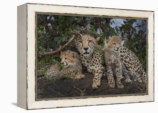 Kenya, Masai Mara National Reserve. Mother cheetah and cubs.-Jaynes Gallery-Framed Premier Image Canvas