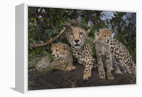 Kenya, Masai Mara National Reserve. Mother cheetah and cubs.-Jaynes Gallery-Framed Premier Image Canvas