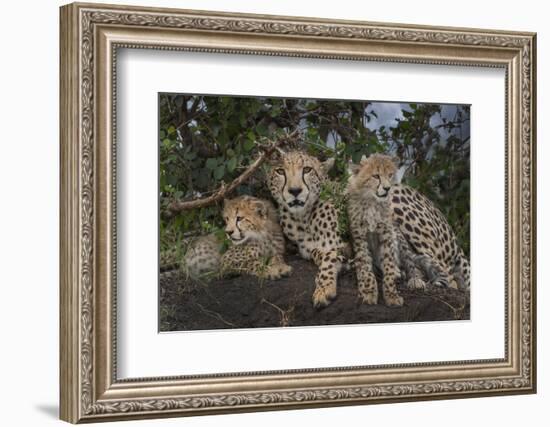 Kenya, Masai Mara National Reserve. Mother cheetah and cubs.-Jaynes Gallery-Framed Photographic Print
