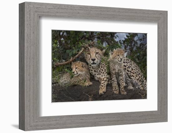 Kenya, Masai Mara National Reserve. Mother cheetah and cubs.-Jaynes Gallery-Framed Photographic Print