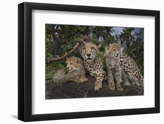 Kenya, Masai Mara National Reserve. Mother cheetah and cubs.-Jaynes Gallery-Framed Photographic Print