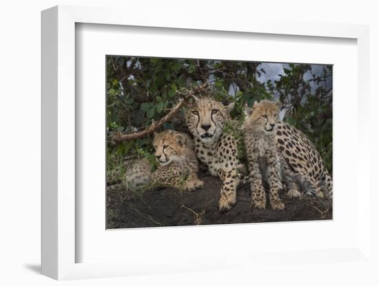 Kenya, Masai Mara National Reserve. Mother cheetah and cubs.-Jaynes Gallery-Framed Photographic Print