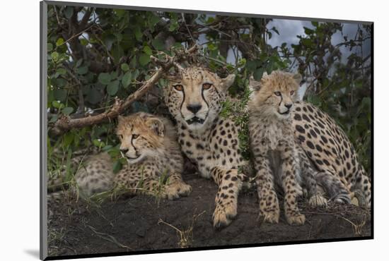 Kenya, Masai Mara National Reserve. Mother cheetah and cubs.-Jaynes Gallery-Mounted Photographic Print