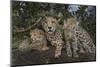 Kenya, Masai Mara National Reserve. Mother cheetah and cubs.-Jaynes Gallery-Mounted Photographic Print