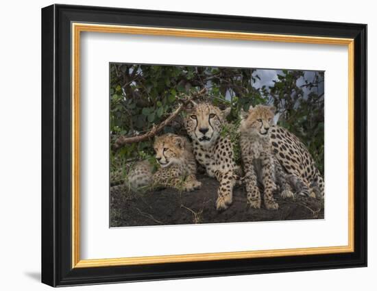 Kenya, Masai Mara National Reserve. Mother cheetah and cubs.-Jaynes Gallery-Framed Photographic Print