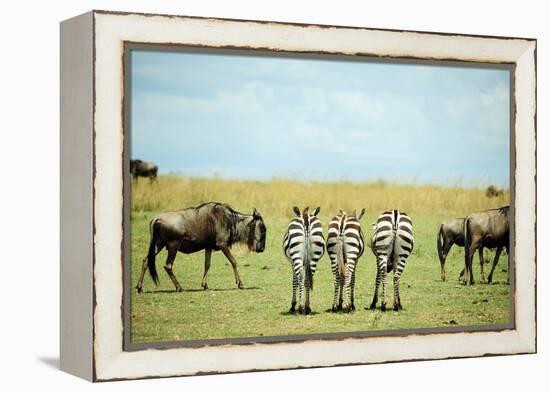 Kenya, Masai Mara National Reserve, Rear View of Zebras Looking at the Plain-Anthony Asael/Art in All of Us-Framed Premier Image Canvas