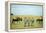 Kenya, Masai Mara National Reserve, Rear View of Zebras Looking at the Plain-Anthony Asael/Art in All of Us-Framed Premier Image Canvas