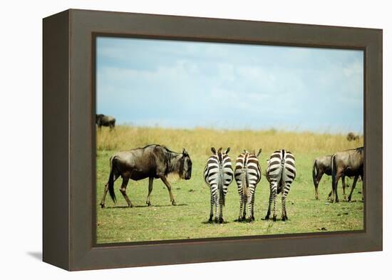 Kenya, Masai Mara National Reserve, Rear View of Zebras Looking at the Plain-Anthony Asael/Art in All of Us-Framed Premier Image Canvas