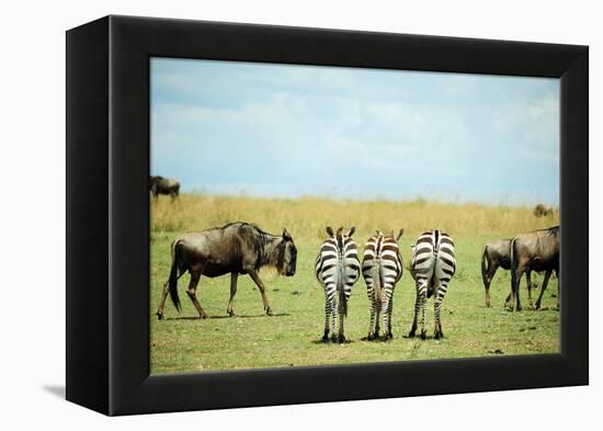 Kenya, Masai Mara National Reserve, Rear View of Zebras Looking at the Plain-Anthony Asael/Art in All of Us-Framed Premier Image Canvas