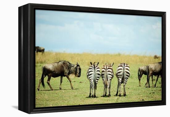 Kenya, Masai Mara National Reserve, Rear View of Zebras Looking at the Plain-Anthony Asael/Art in All of Us-Framed Premier Image Canvas