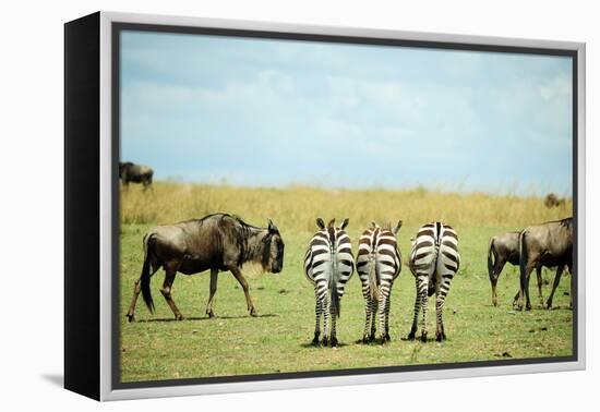 Kenya, Masai Mara National Reserve, Rear View of Zebras Looking at the Plain-Anthony Asael/Art in All of Us-Framed Premier Image Canvas