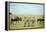 Kenya, Masai Mara National Reserve, Rear View of Zebras Looking at the Plain-Anthony Asael/Art in All of Us-Framed Premier Image Canvas