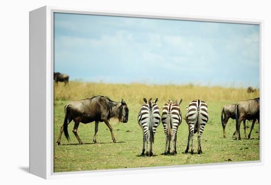 Kenya, Masai Mara National Reserve, Rear View of Zebras Looking at the Plain-Anthony Asael/Art in All of Us-Framed Premier Image Canvas