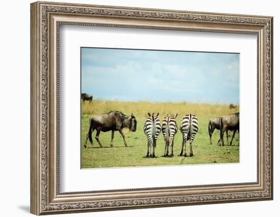 Kenya, Masai Mara National Reserve, Rear View of Zebras Looking at the Plain-Anthony Asael/Art in All of Us-Framed Photographic Print