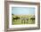 Kenya, Masai Mara National Reserve, Rear View of Zebras Looking at the Plain-Anthony Asael/Art in All of Us-Framed Photographic Print