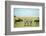 Kenya, Masai Mara National Reserve, Rear View of Zebras Looking at the Plain-Anthony Asael/Art in All of Us-Framed Photographic Print