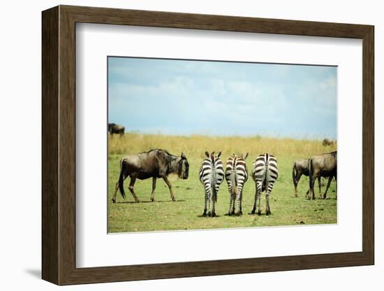 Kenya, Masai Mara National Reserve, Rear View of Zebras Looking at the Plain-Anthony Asael/Art in All of Us-Framed Photographic Print