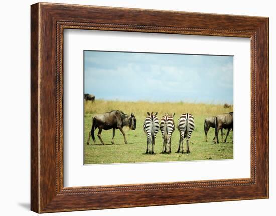 Kenya, Masai Mara National Reserve, Rear View of Zebras Looking at the Plain-Anthony Asael/Art in All of Us-Framed Photographic Print