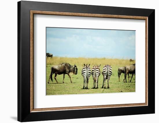 Kenya, Masai Mara National Reserve, Rear View of Zebras Looking at the Plain-Anthony Asael/Art in All of Us-Framed Photographic Print