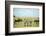 Kenya, Masai Mara National Reserve, Rear View of Zebras Looking at the Plain-Anthony Asael/Art in All of Us-Framed Photographic Print